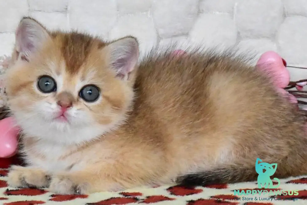 Wendy British Shorthair female black golden shaded - live animals