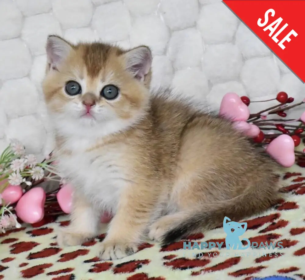 Wendy British Shorthair female black golden shaded - live animals