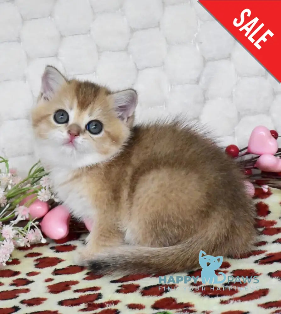 Wendy British Shorthair female black golden shaded - live animals