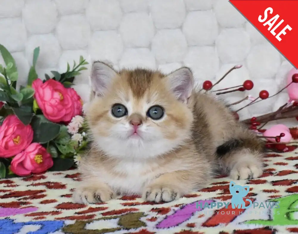 Wendy British Shorthair female black golden shaded - live animals