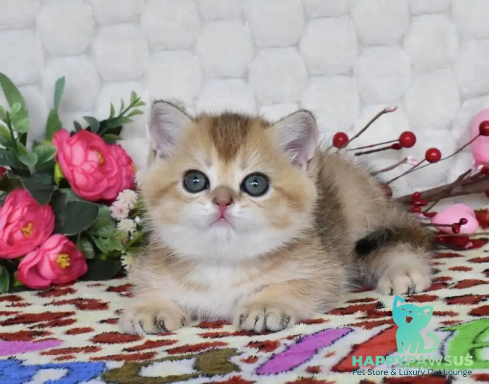 Wendy British Shorthair female black golden shaded - live animals