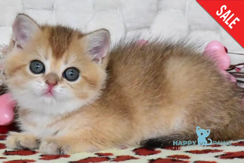Wendy British Shorthair female black golden shaded - live animals