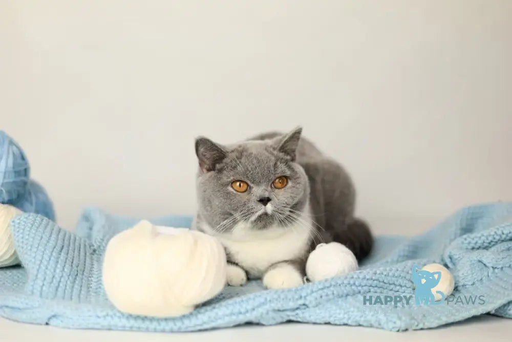 Wendy British Shorthair female blue bicolour live animals