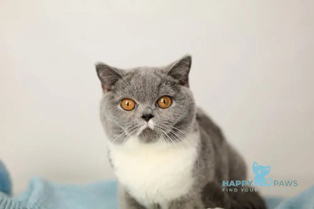 Wendy British Shorthair female blue bicolour live animals