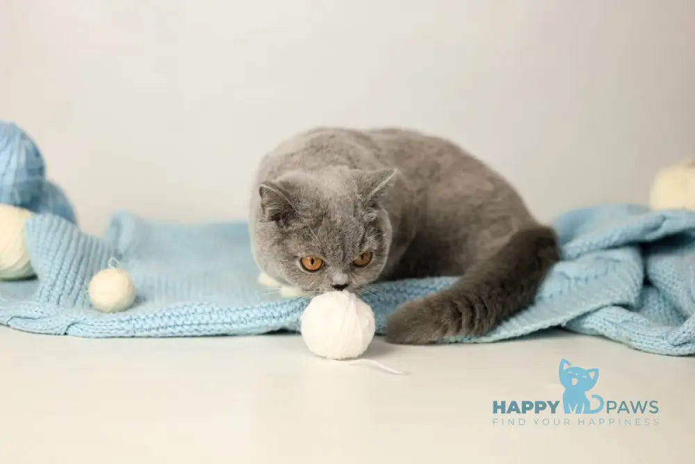 Wendy British Shorthair female blue bicolour live animals