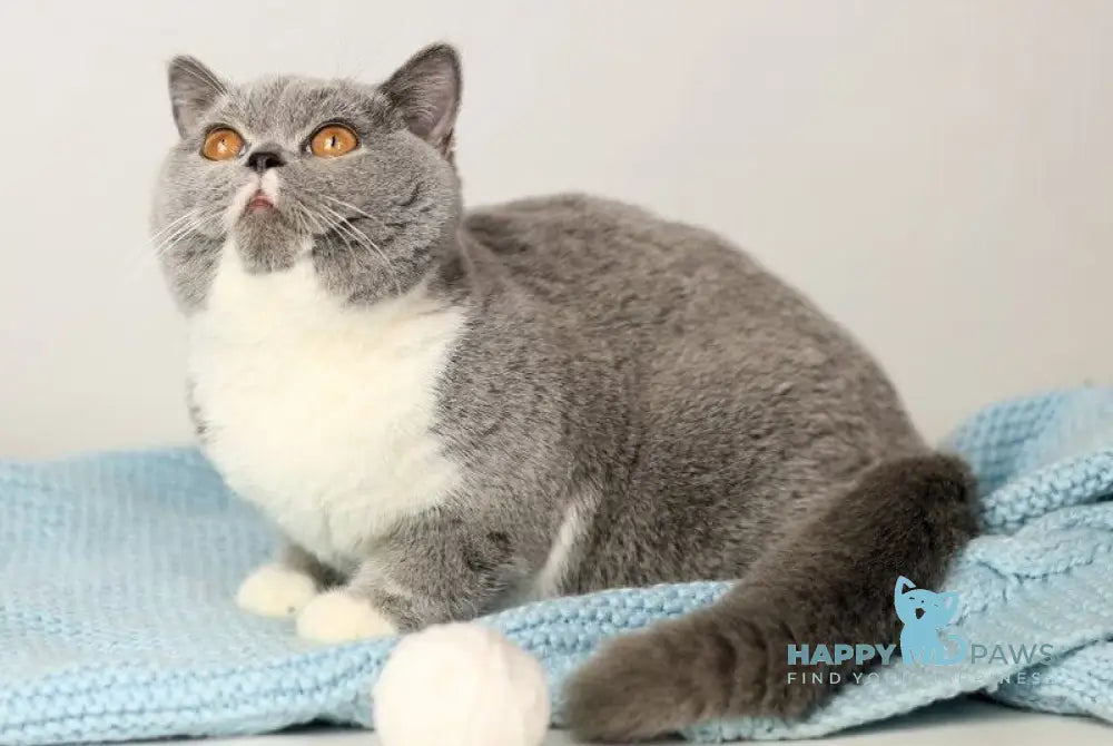 Wendy British Shorthair female blue bicolour live animals