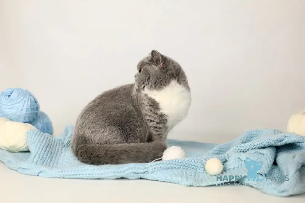 Wendy British Shorthair female blue bicolour live animals