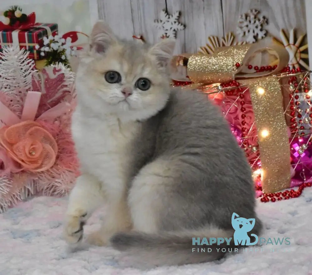 Wеndy British Shorthair female blue golden shaded live animals