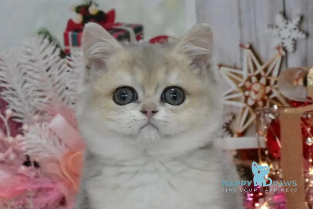 Wendy British Shorthair female blue golden shaded live animals