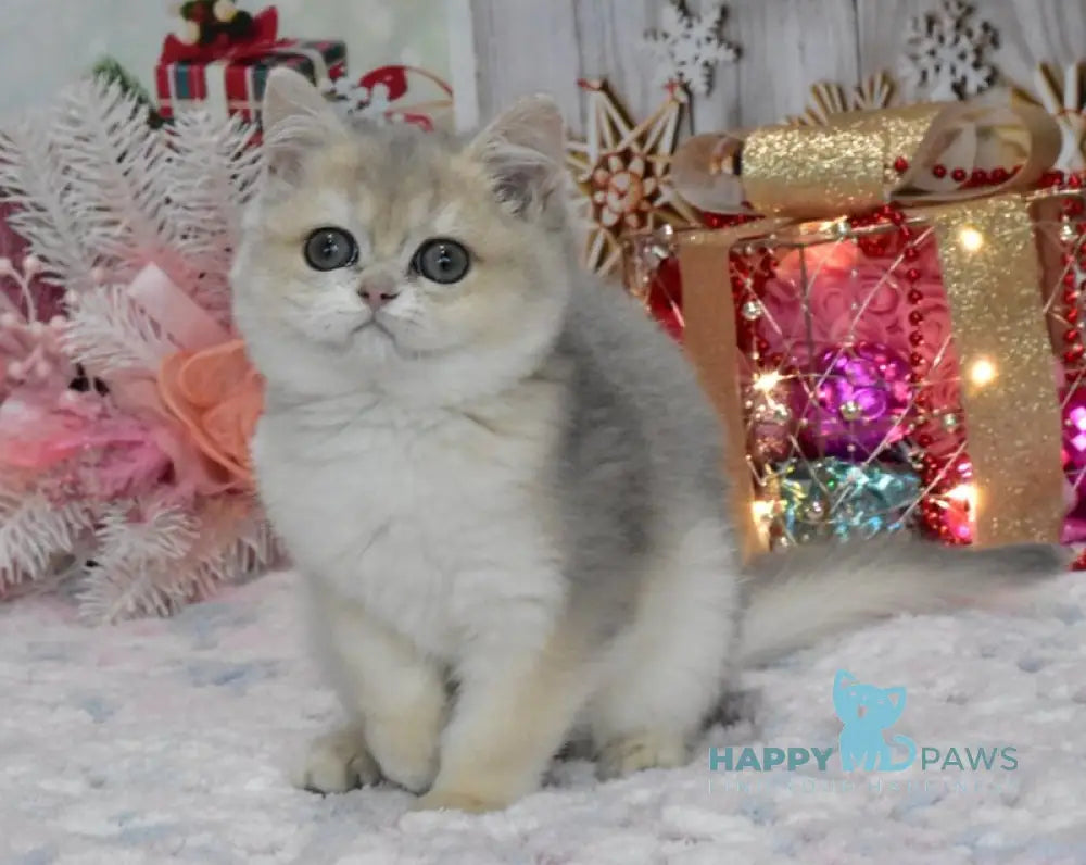 Wеndy British Shorthair female blue golden shaded live animals