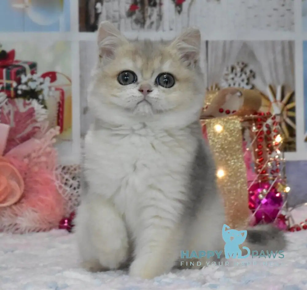 Wеndy British Shorthair female blue golden shaded live animals
