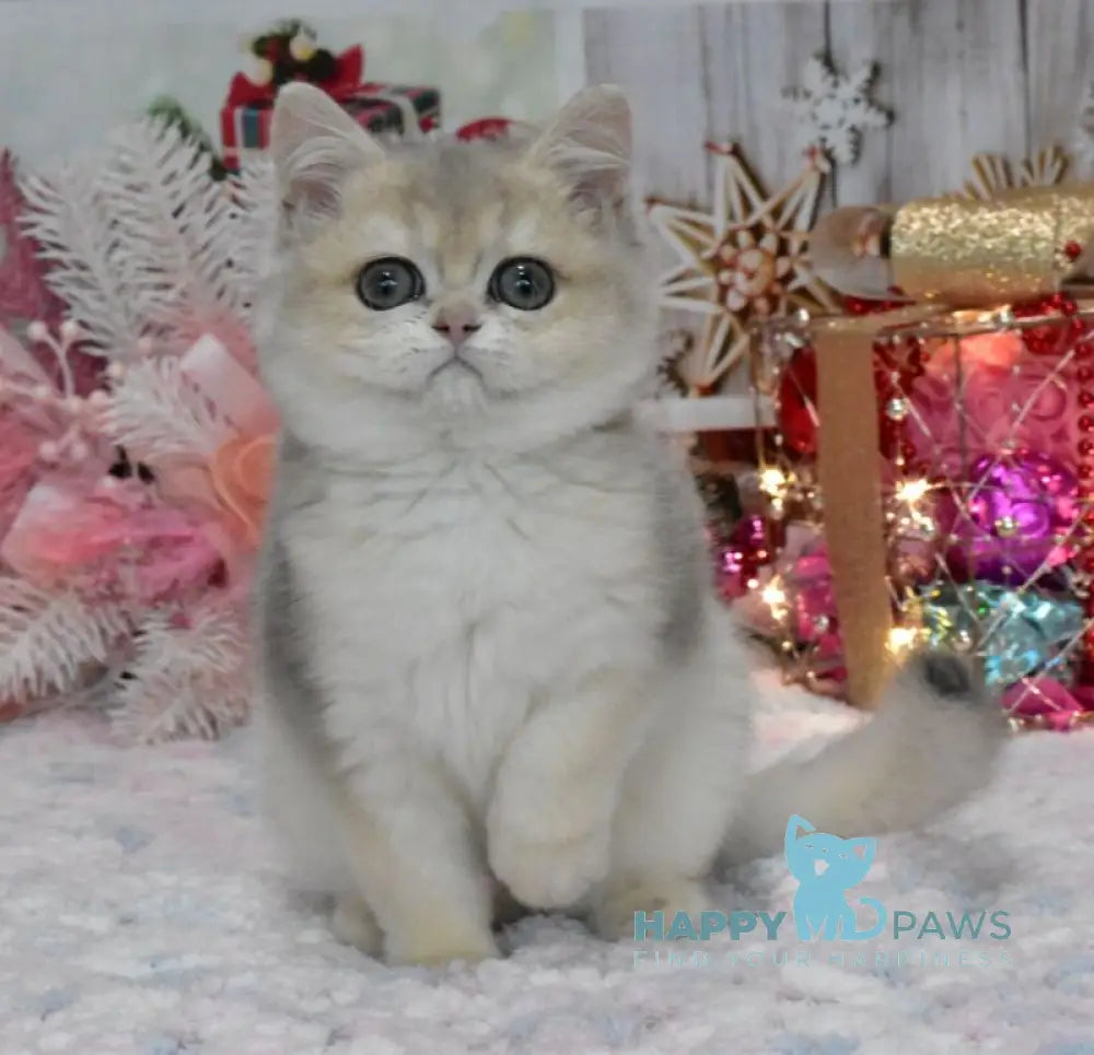 Wеndy British Shorthair female blue golden shaded live animals