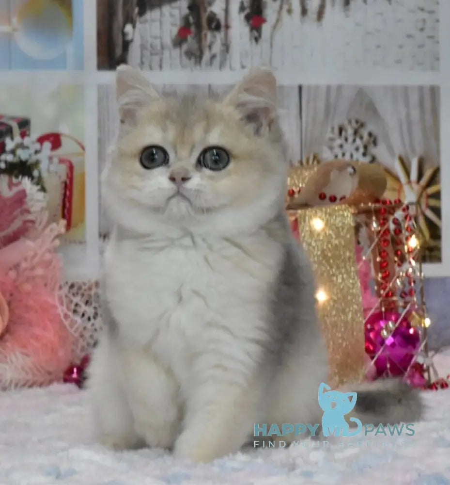 Wеndy British Shorthair female blue golden shaded live animals