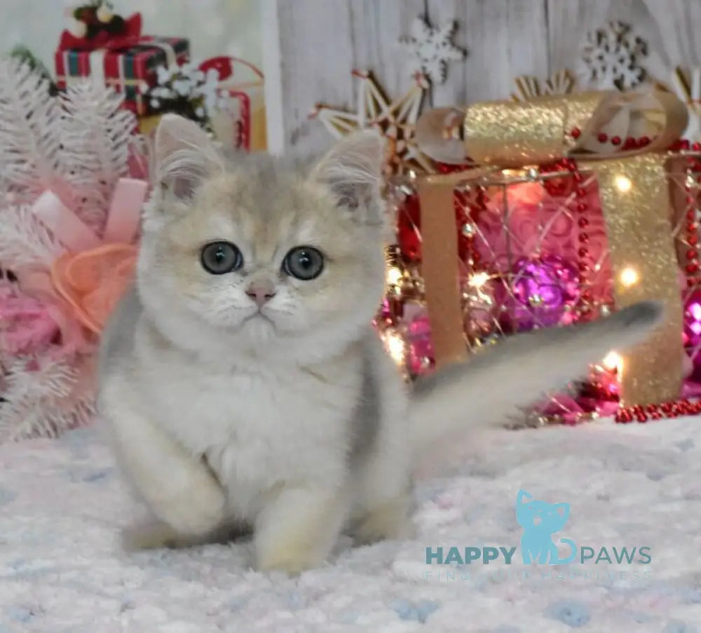 Wеndy British Shorthair female blue golden shaded live animals