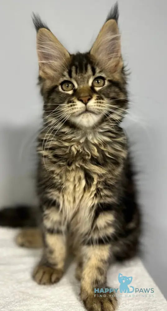 Wendy Maine Coon female black tabby live animals