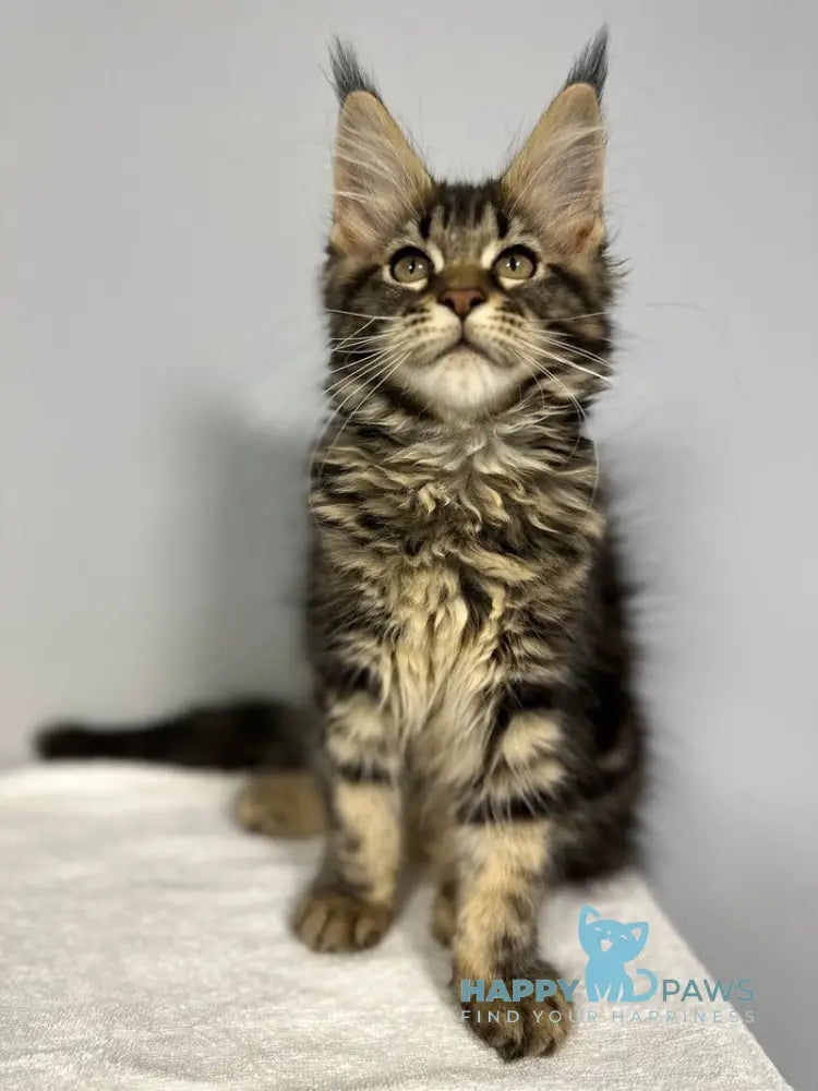 Wendy Maine Coon female black tabby live animals