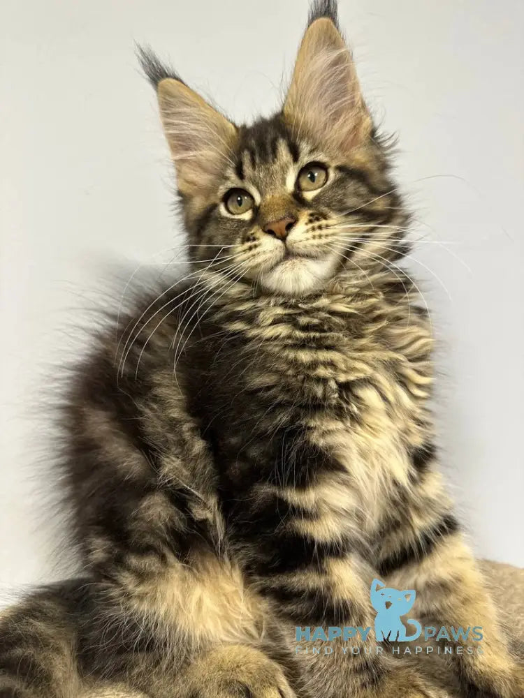 Wendy Maine Coon female black tabby live animals
