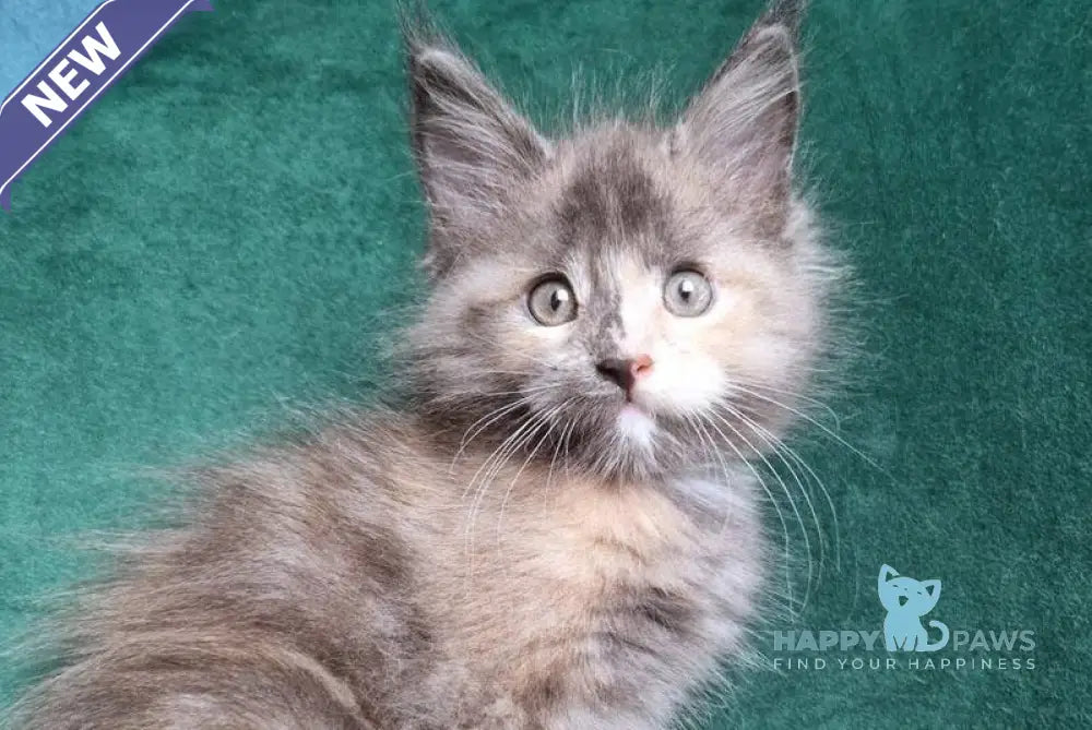 Wendy Maine Coon female blue tortie live animals