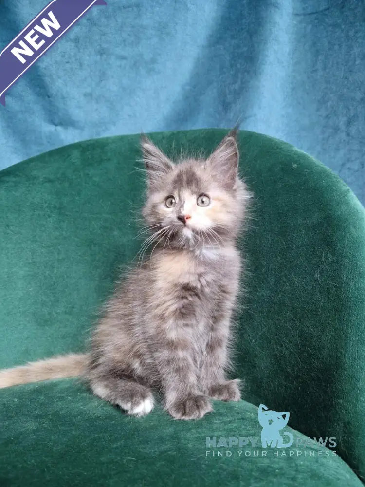 Wendy Maine Coon female blue tortie live animals