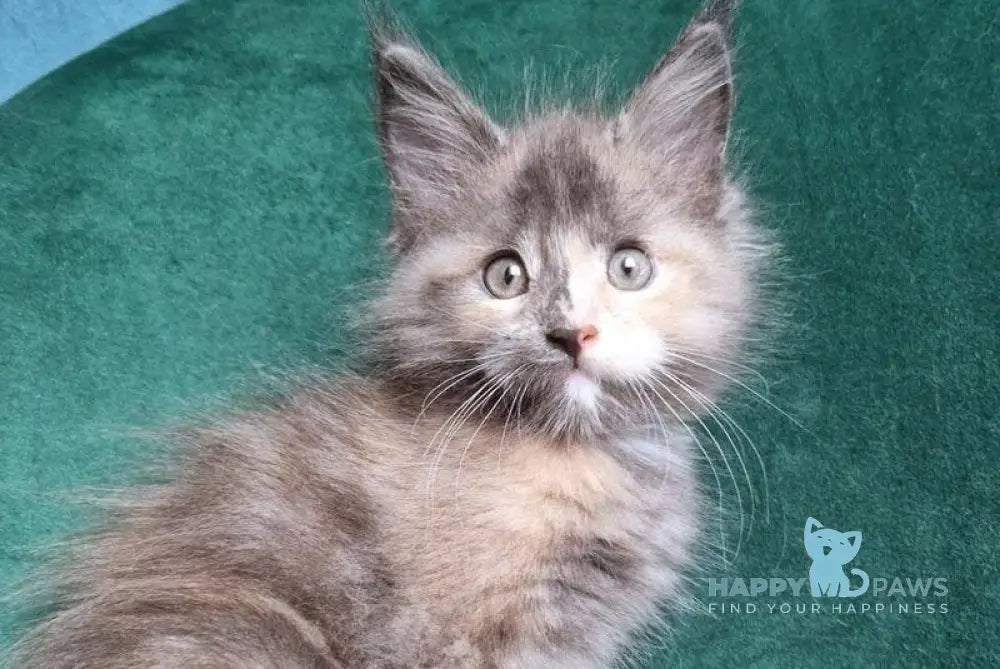 Wendy Maine Coon female blue tortie live animals