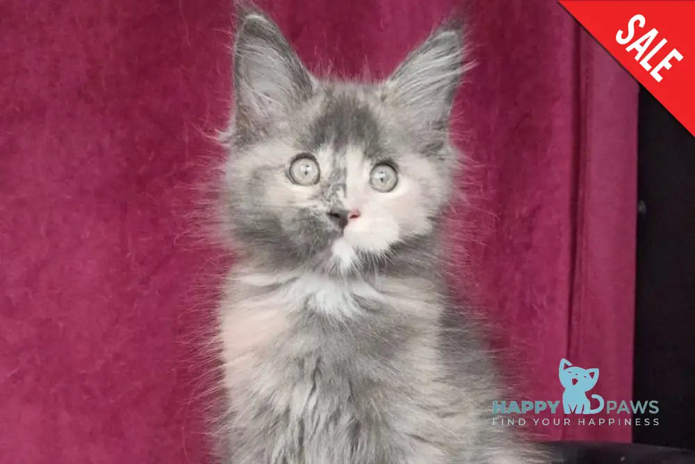 Wendy Maine Coon female blue tortie silver with white live animals