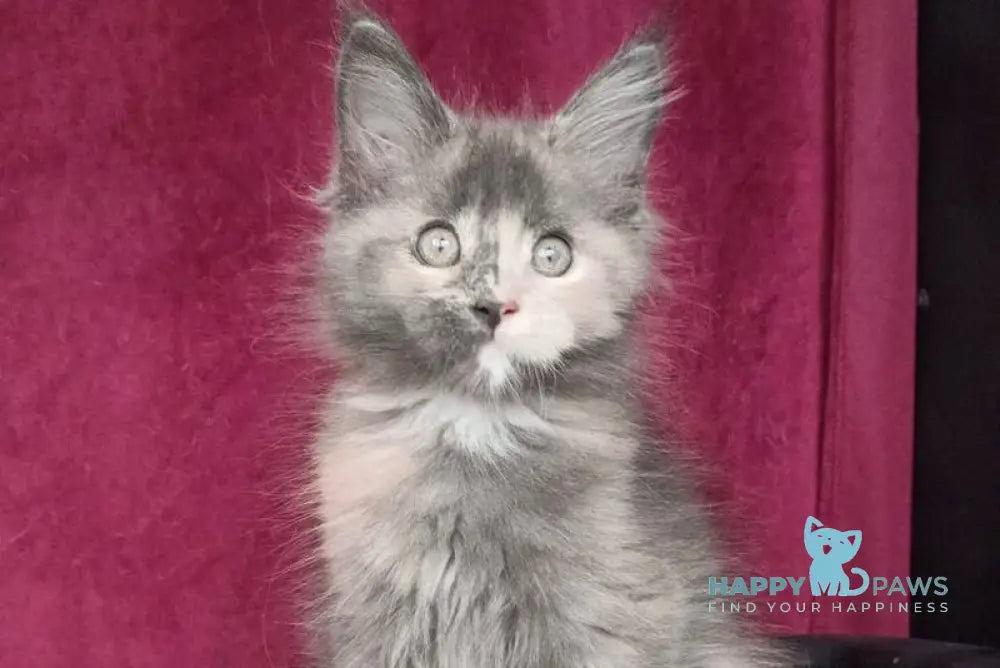 Wendy Maine Coon female blue tortie silver with white live animals