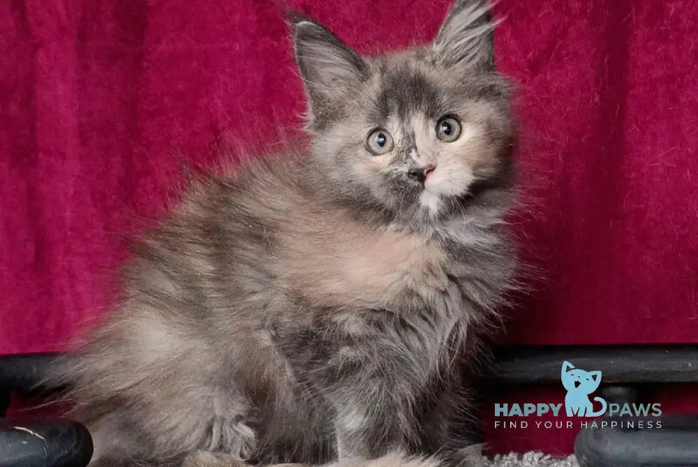 Wendy Maine Coon female blue tortie silver with white live animals