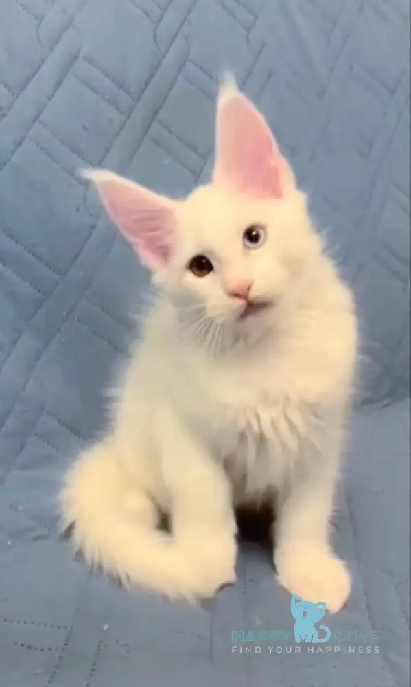 Wendy Maine Coon female white live animals
