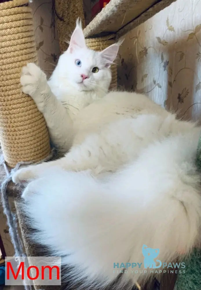 Wendy Maine Coon female white live animals