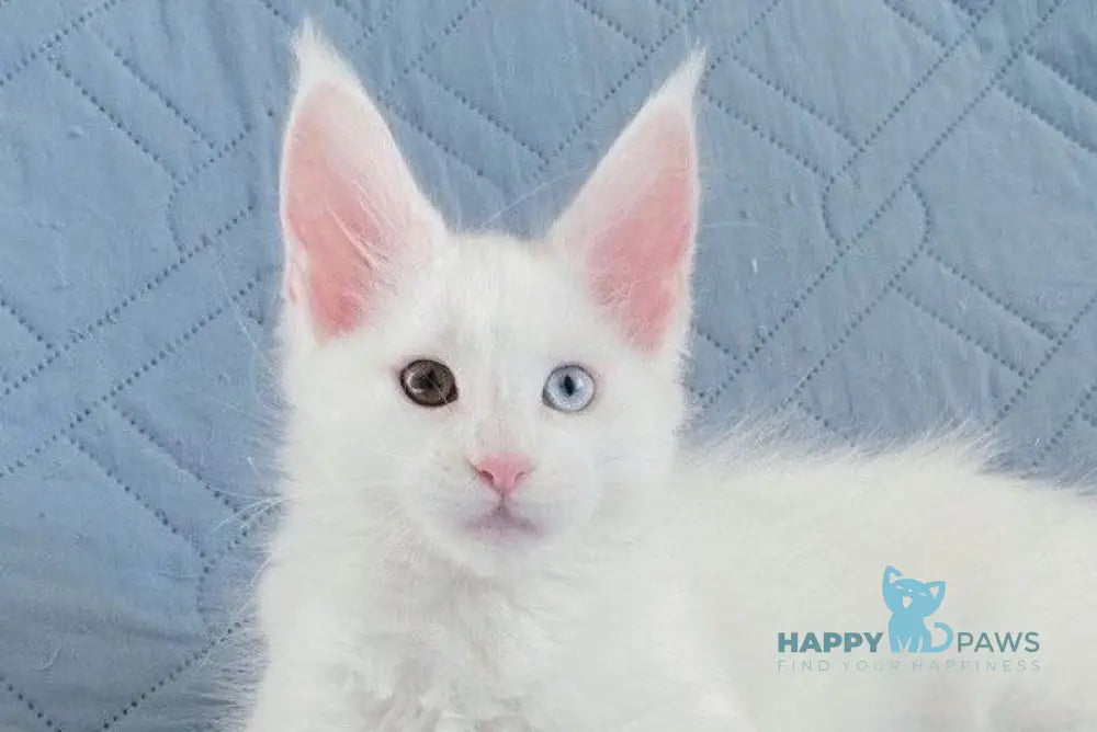 Wendy Maine Coon female white live animals