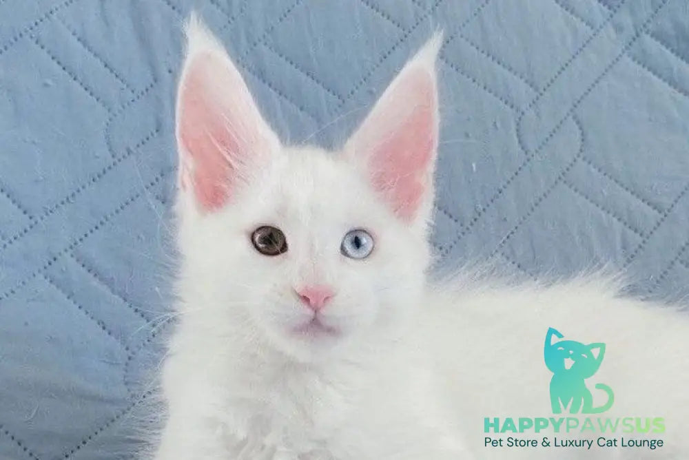 Wendy Maine Coon female white live animals