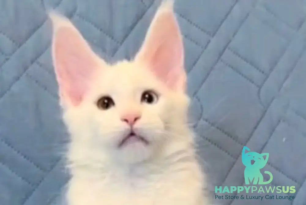 Wendy Maine Coon female white live animals