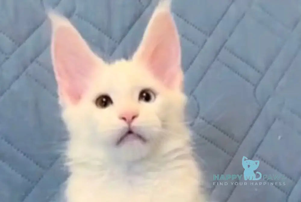 Wendy Maine Coon female white live animals