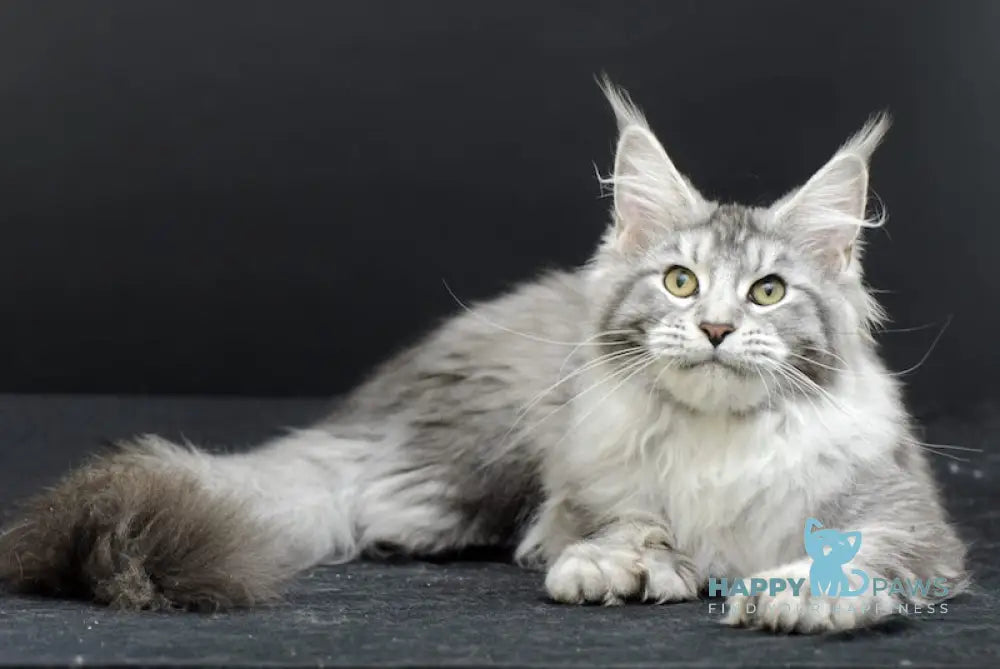 Wendy Maine Coon Polydactyl Female Black Silver Ticked Tabby Live Animals
