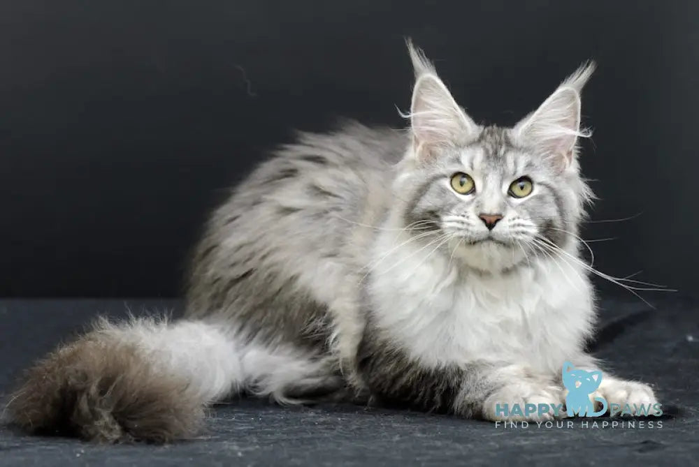 Wendy Maine Coon Polydactyl Female Black Silver Ticked Tabby Live Animals
