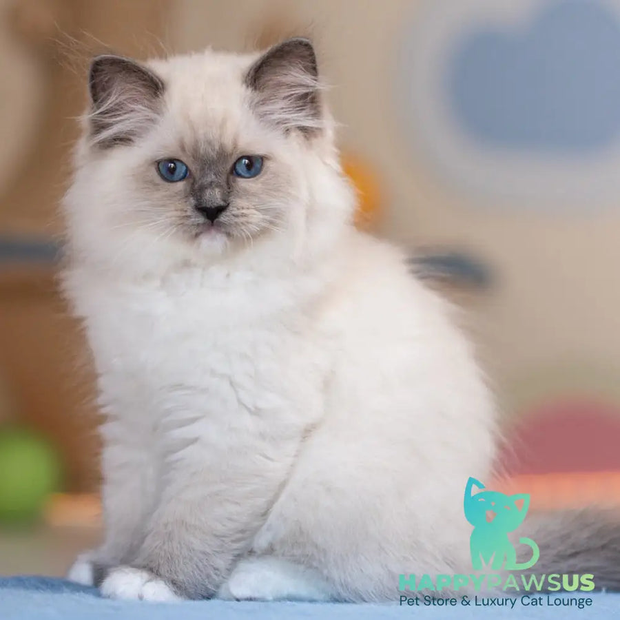 Wendy Ragdoll female blue mitted - live animals
