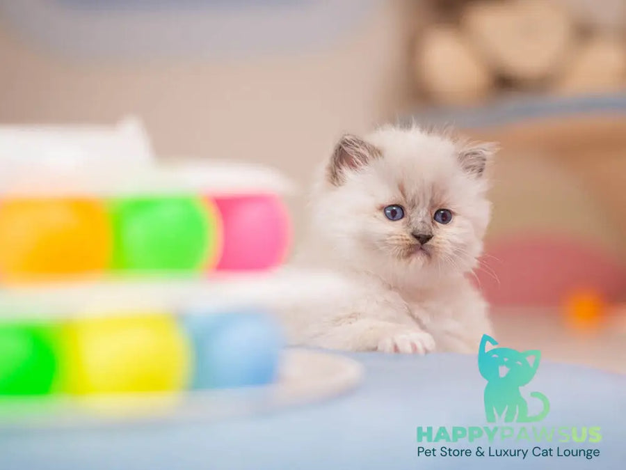 Wendy Ragdoll female blue mitted - live animals