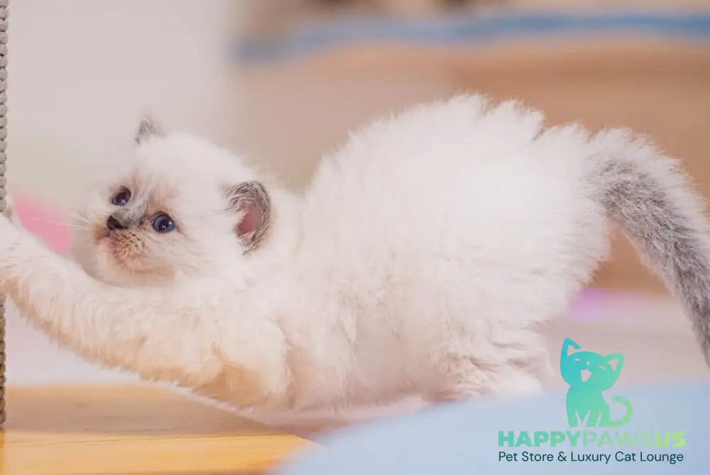 Wendy Ragdoll female blue mitted - live animals