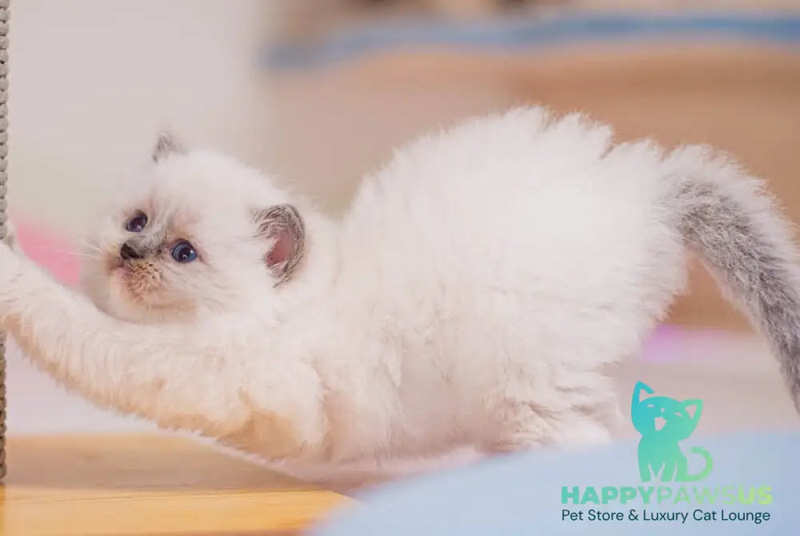 Wendy Ragdoll female blue mitted - live animals