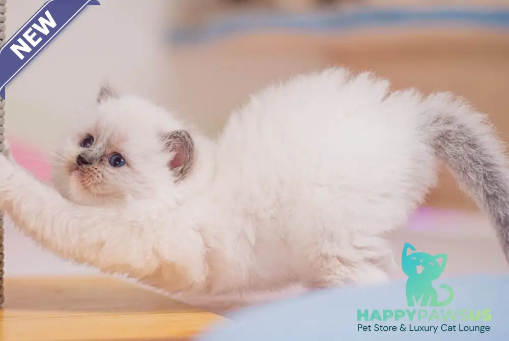 Wendy Ragdoll female blue mitted - live animals