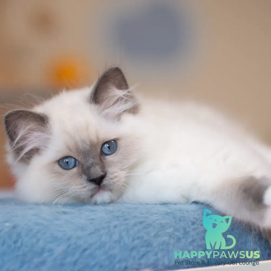 Wendy Ragdoll female blue mitted - live animals