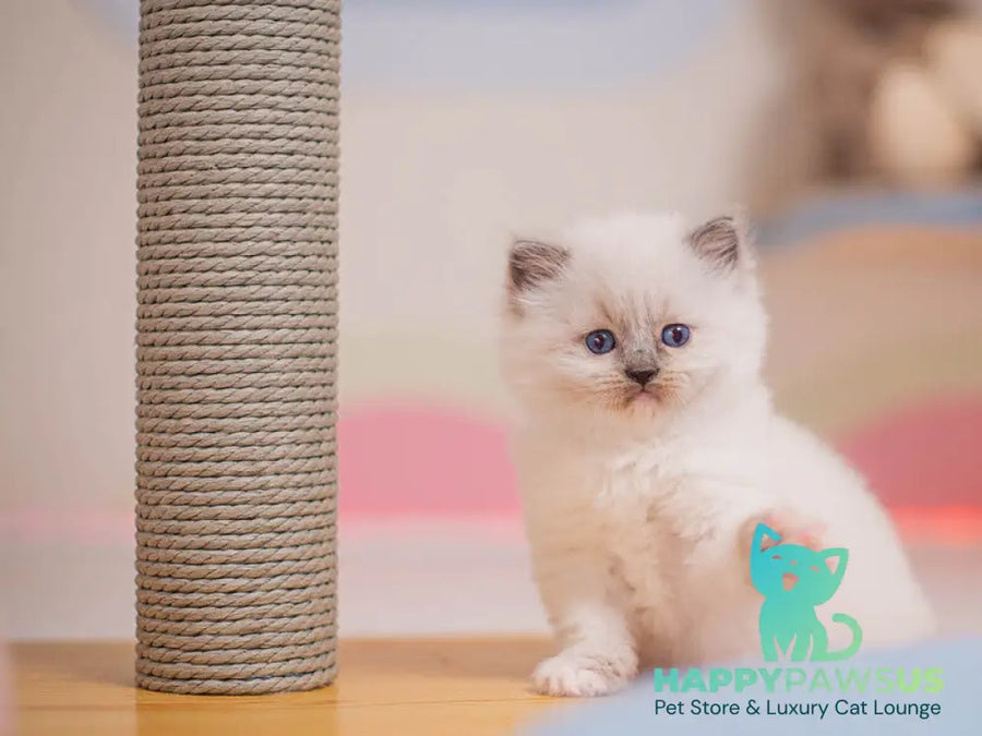 Wendy Ragdoll female blue mitted - live animals