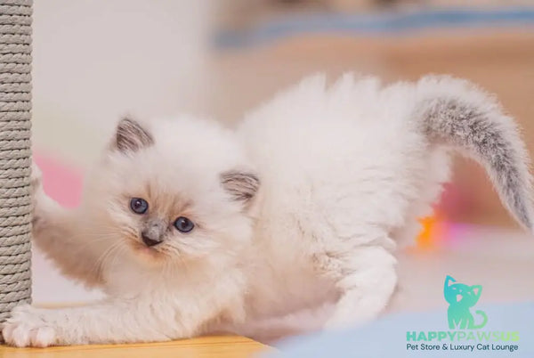 Wendy Ragdoll female blue mitted - live animals