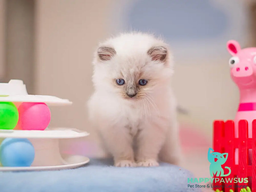 Wendy Ragdoll female blue mitted - live animals