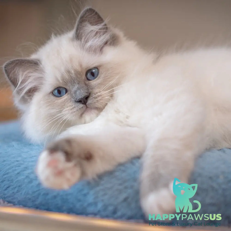 Wendy Ragdoll female blue mitted - live animals
