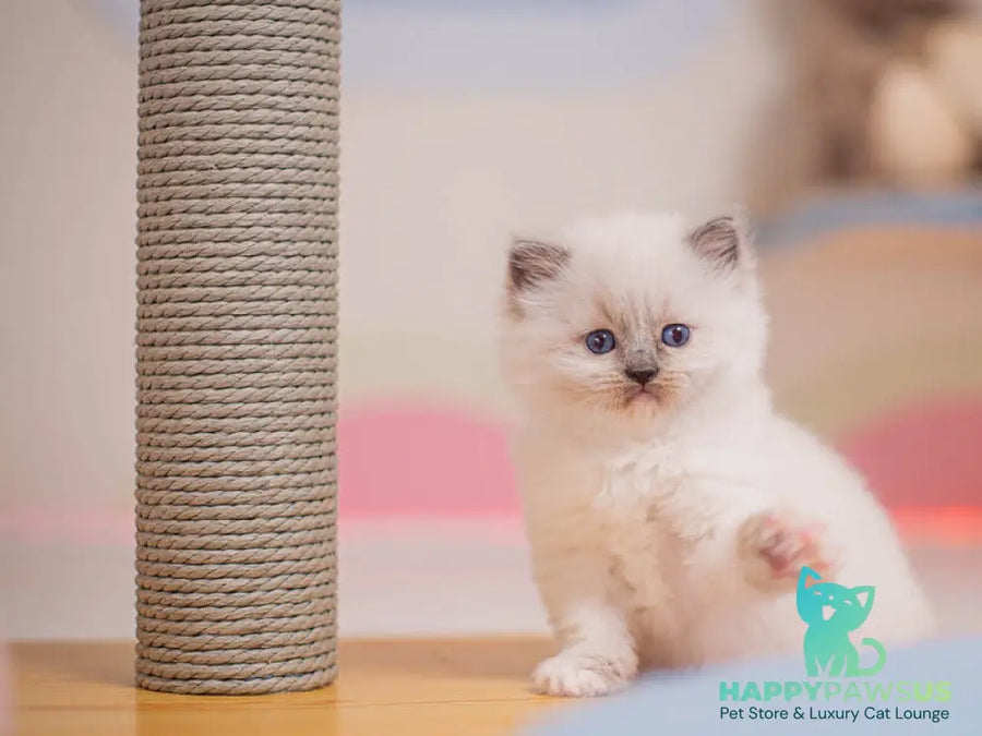 Wendy Ragdoll female blue mitted - live animals