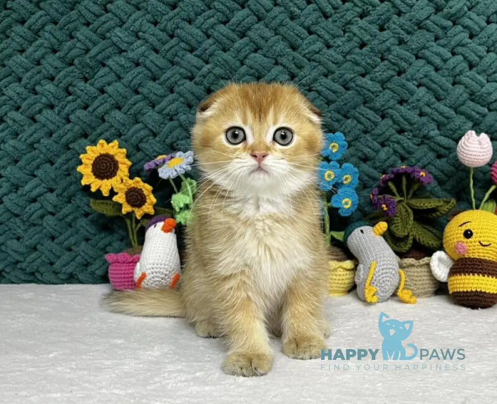 Wendy Scottish Fold female black golden chinchilla live animals