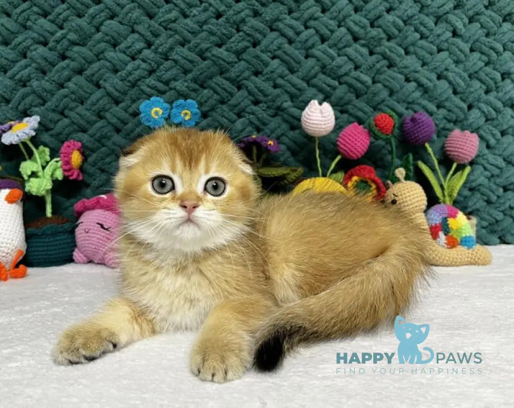Wendy Scottish Fold female black golden chinchilla live animals