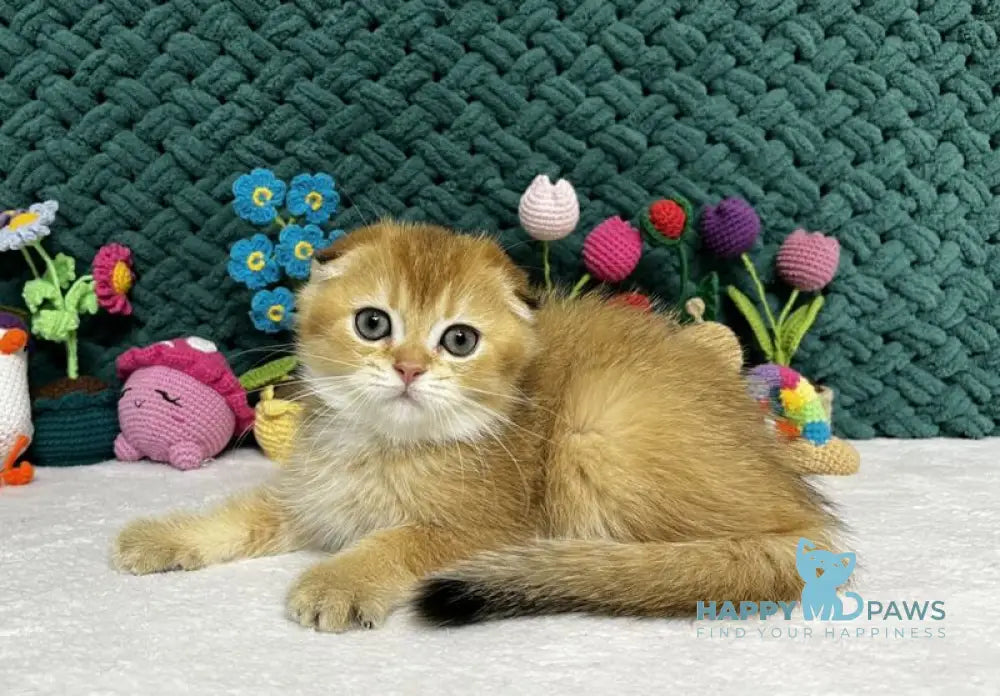 Wendy Scottish Fold female black golden chinchilla live animals