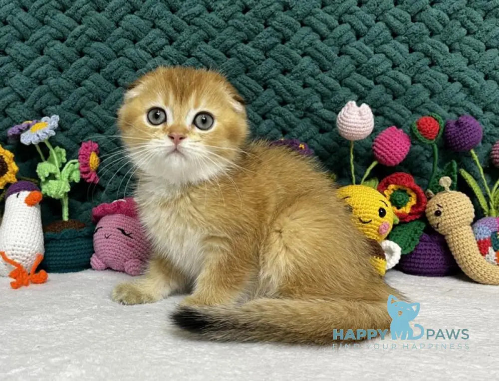 Wendy Scottish Fold female black golden chinchilla live animals